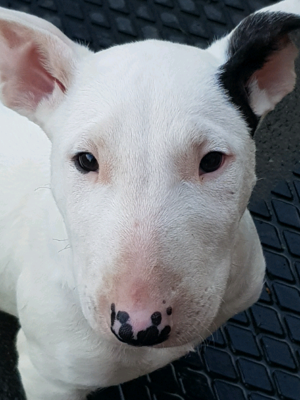 bull terrier gumtree